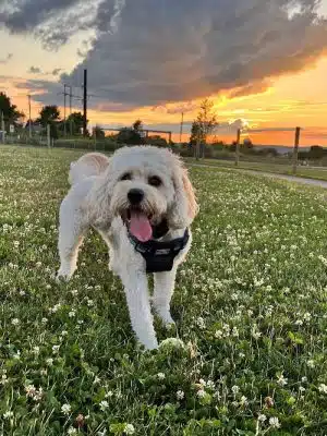 Uxbridge Dog Park