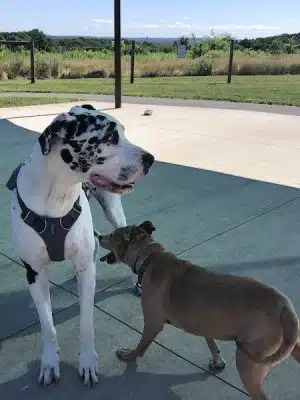 Uxbridge Dog Park