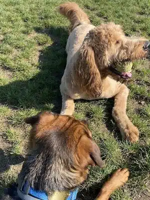 Uxbridge Dog Park