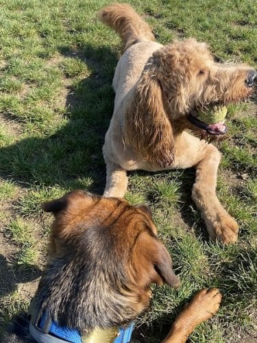 Uxbridge Dog Park