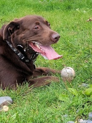 Valdez Dog Park