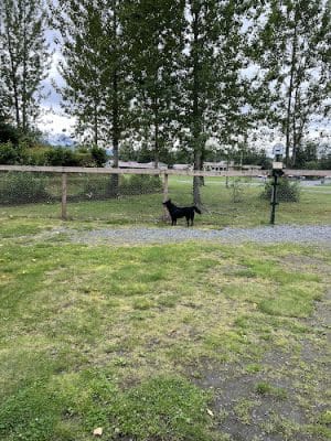 Valdez Dog Park