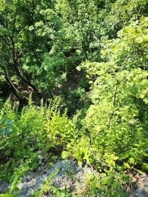 Johnson Trail