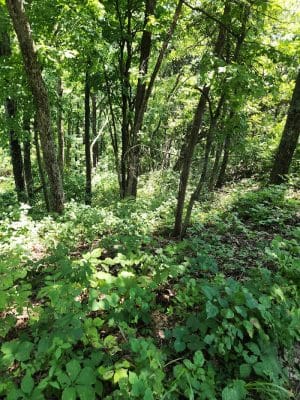 Johnson Trail