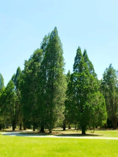 Stearns Road Park - Valrico, FL