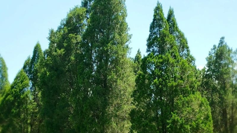 Stearns Road Park - Valrico, FL