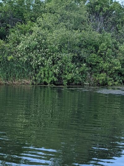Badger Creek State Recreation Area - Van Meter, IA