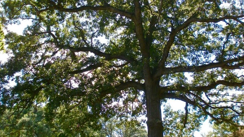 Trindle Park - Van Meter, IA
