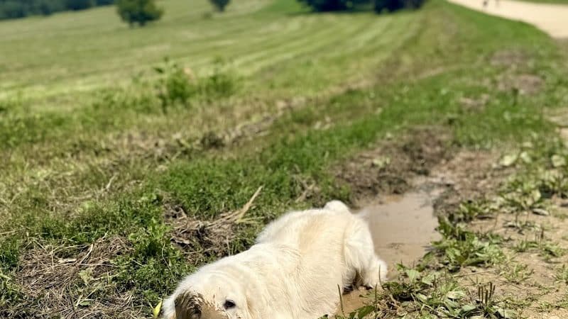 Prairie Moraine Dog Park - Verona, WI