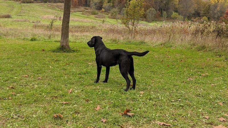 Prairie Moraine Dog Park - Verona, WI