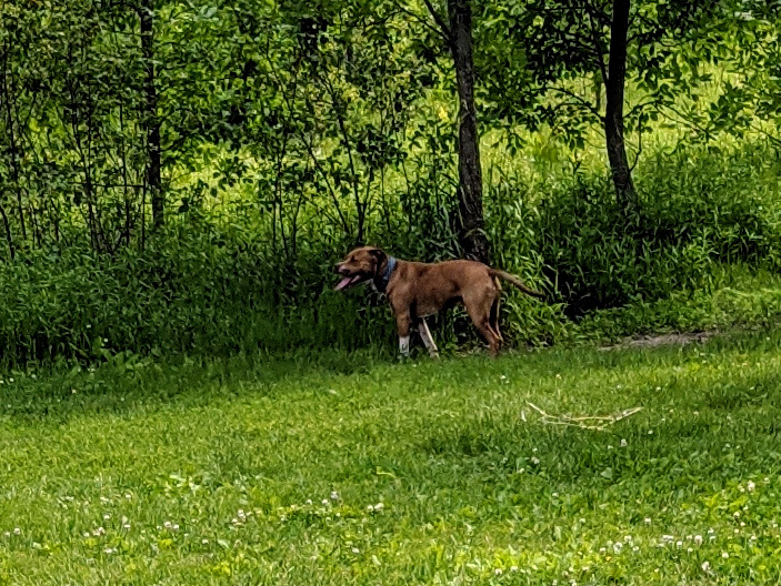 Carver Park Reserve Off-Leash Dog Park - Victoria, MN