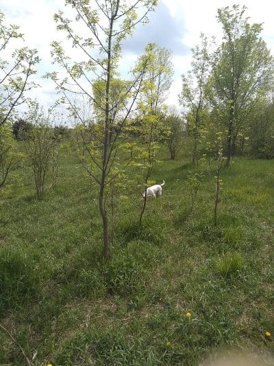 Carver Park Reserve Off-Leash Dog Park - Victoria, MN