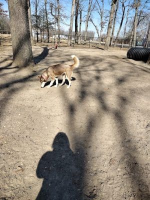 City of Vineland Dog Park