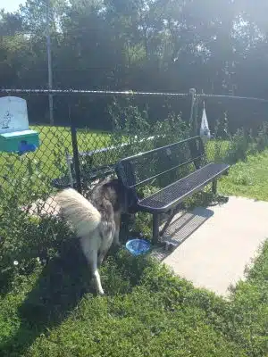 Viola Dog Park for Mercer County