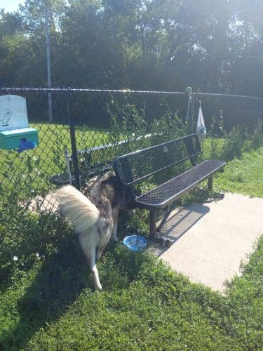 Viola Dog Park for Mercer County