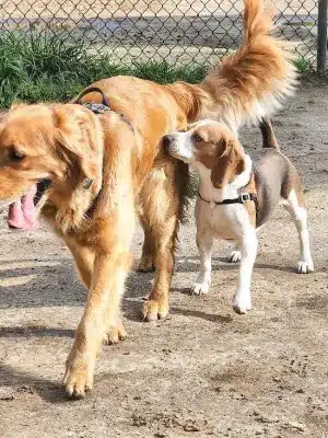Red Wing Dog Park - Virginia Beach, VA