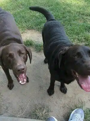 Red Wing Dog Park - Virginia Beach, VA