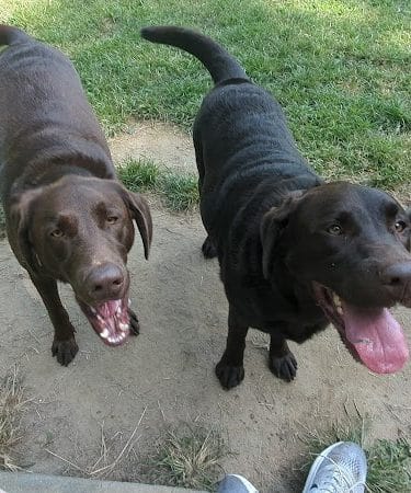 Red Wing Dog Park - Virginia Beach, VA