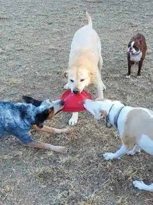 Red Wing Dog Park - Virginia Beach, VA