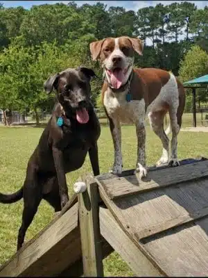 Red Wing Dog Park - Virginia Beach, VA