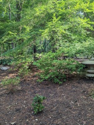Red Wing Dog Park - Virginia Beach, VA