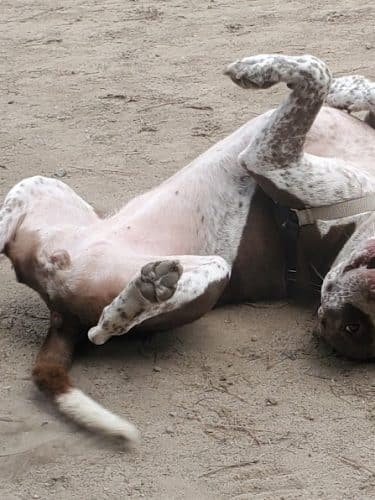 Red Wing Dog Park - Virginia Beach, VA