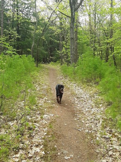 Keleher Preserve - Voorheesville, NY