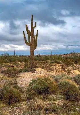 Black Rock Loop Trailhead - Waddell, AZ