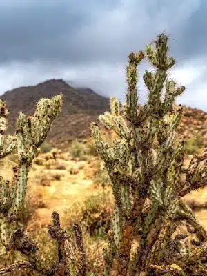 Black Rock Loop Trailhead - Waddell, AZ