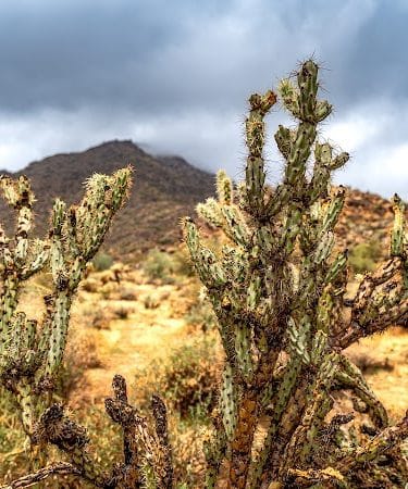 Black Rock Loop Trailhead - Waddell, AZ
