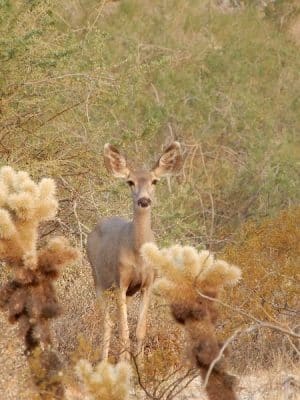 Mule Deer Trailhead