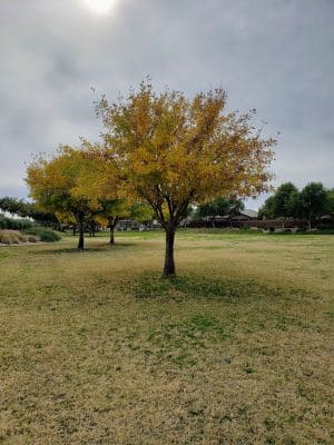 Park with Playground
