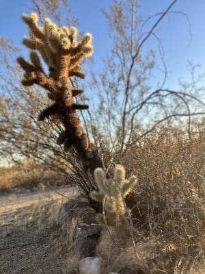 South Trailhead