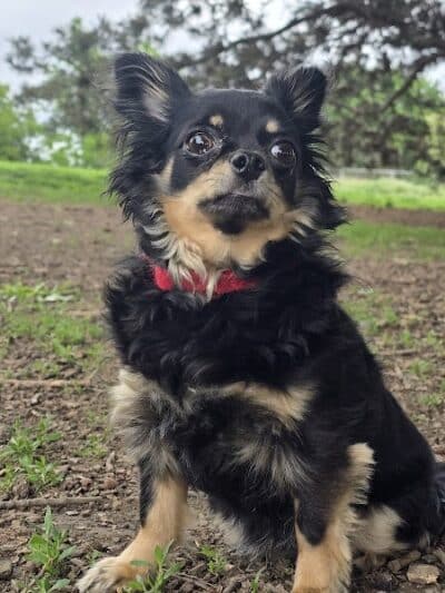 Fort Walla Walla Dog Park - Walla Walla, WA