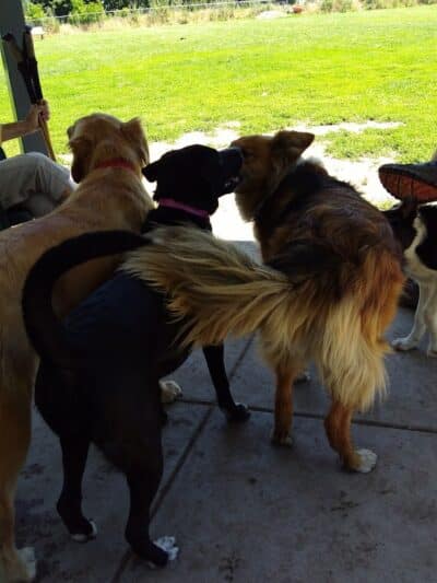 Fort Walla Walla Dog Park - Walla Walla, WA