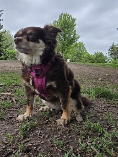 Fort Walla Walla Dog Park - Walla Walla, WA