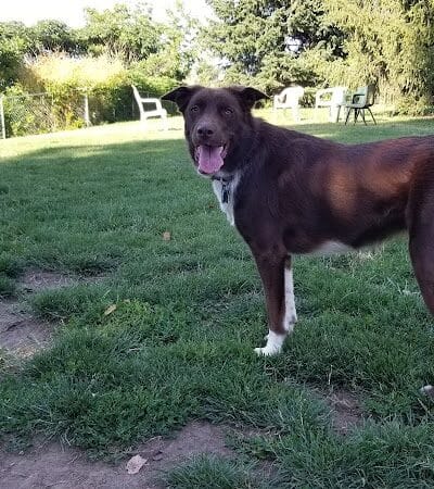 Fort Walla Walla Dog Park - Walla Walla, WA
