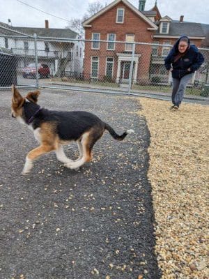 Ware Dog Park