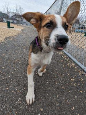 Ware Dog Park