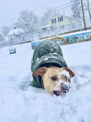 Ware Dog Park