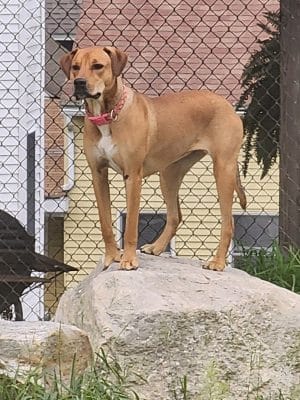 Ware Dog Park