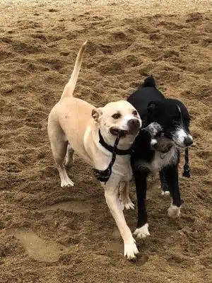 Ware Dog Park