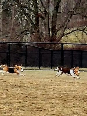 East County Park - Dog Park