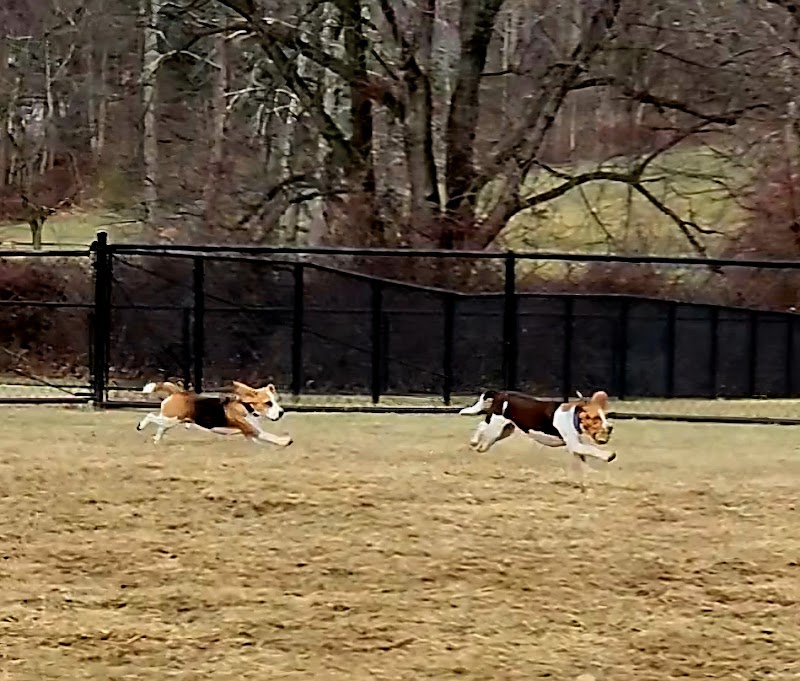 East County Park - Dog Park