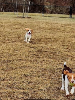 East County Park - Dog Park