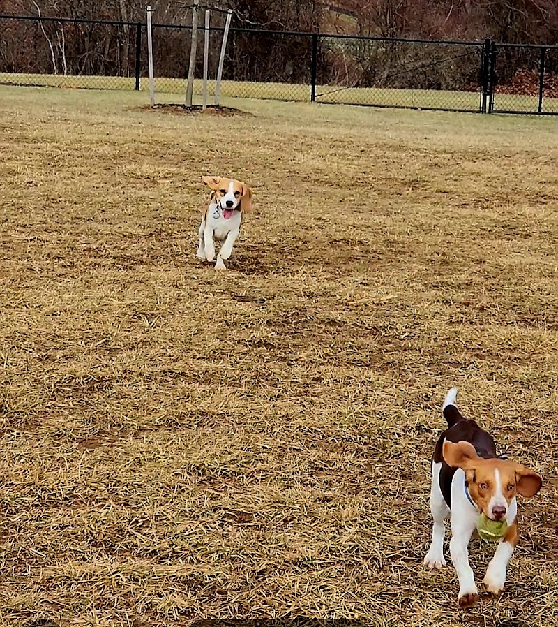 East County Park - Dog Park