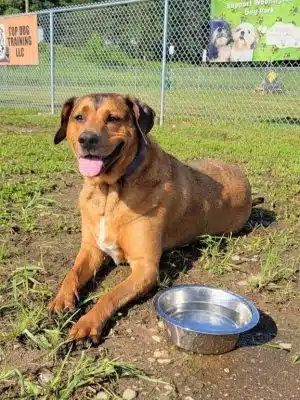 Woofington Dog Park