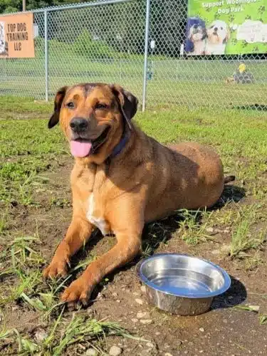 Woofington Dog Park