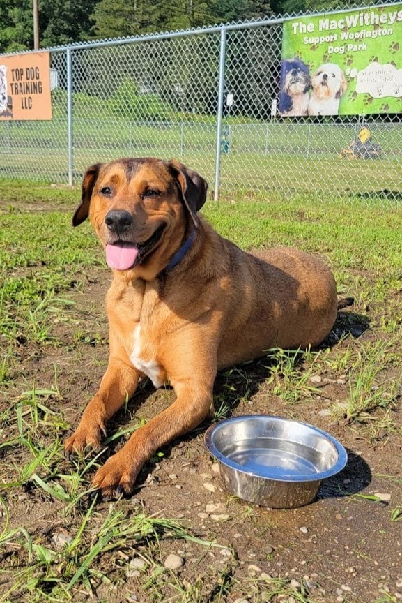 Woofington Dog Park - Warren, PA