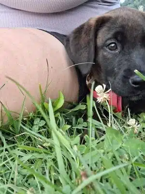 Woofington Dog Park